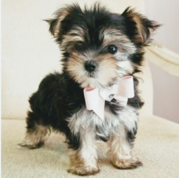 Meet your Posher, Christina - Picture 1 of 1